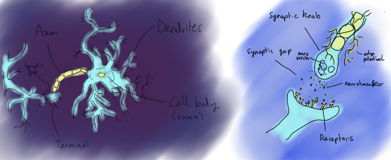 a dendrite conducts nerve impulses a dendrite conducts nerve impulses