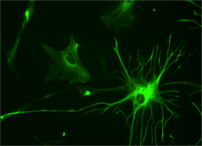 neurons2