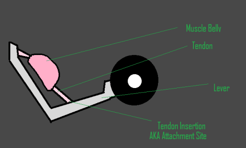Tendon Insertion Diagram