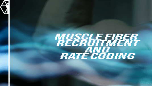 Muscle Fiber Recruitment