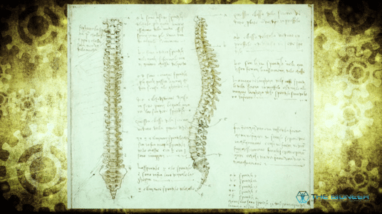 Leonardo Da Vinci Spine