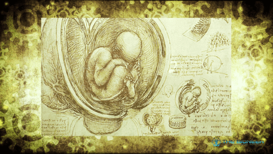 Leonardo Da Vinci Notes Fetus