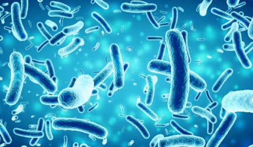 microbiome muscle body composition