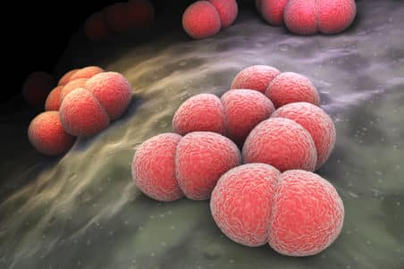 Microbiome brain