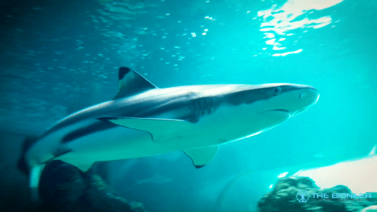 Mammalian dive reflex