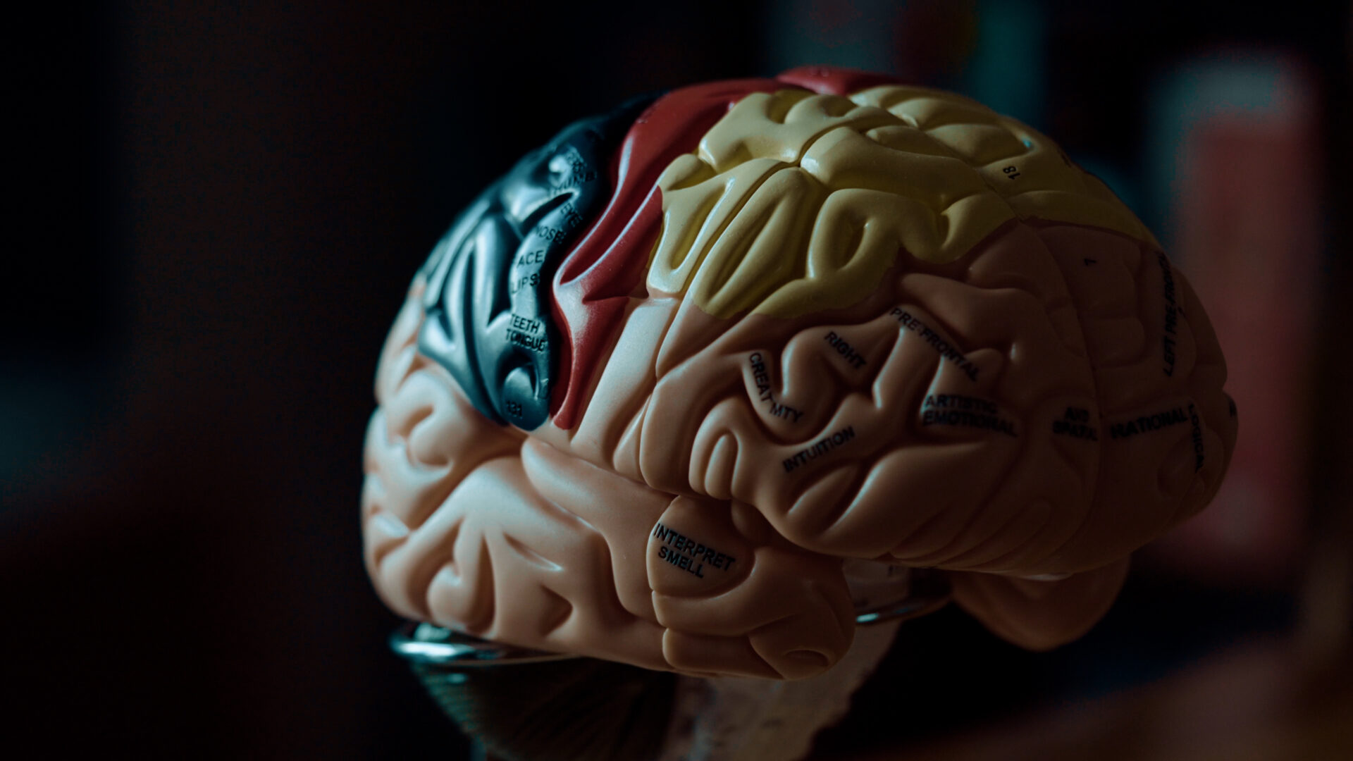Broca's area for language development