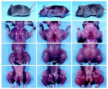 Myostatin mouse