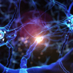 Neurons brain plasticity