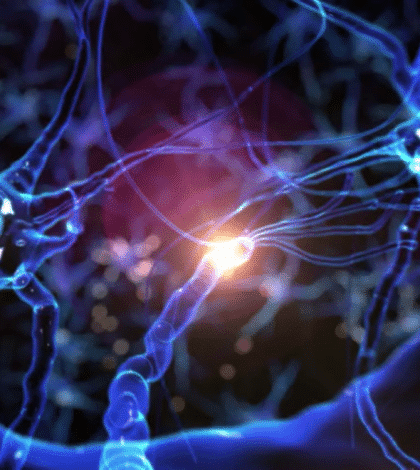 Neurons brain plasticity