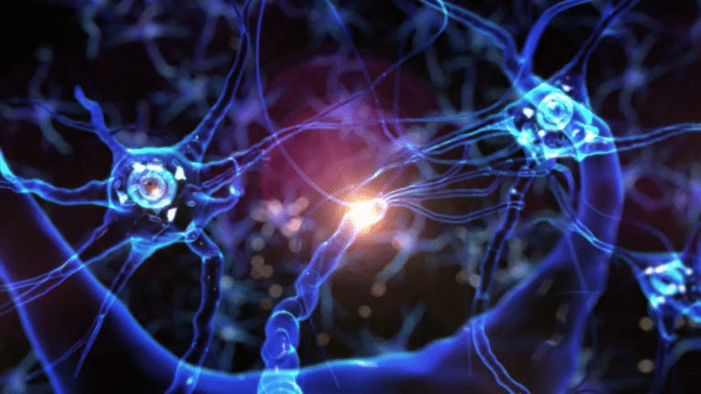 Neurons brain plasticity