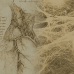 Da Vinci anatomy