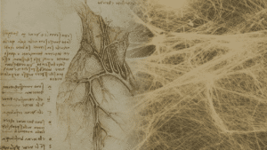 Da Vinci anatomy