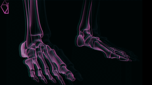 Foot anatomy