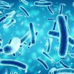 microbiome muscle body composition