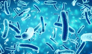 microbiome muscle body composition