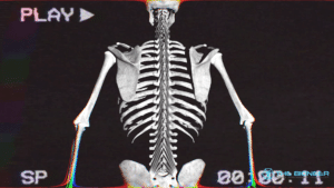 Multifidus