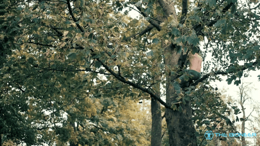 Tree climbing fascia