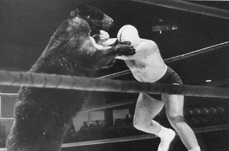 Bear wrestling