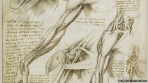 The Fascia as drawn by DaVinci