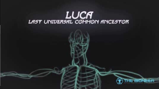 LUCA Last Universal Common Ancestor