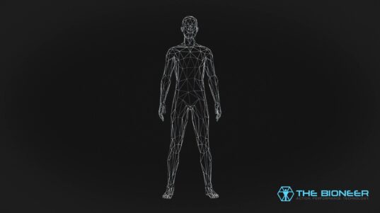 Human muscles