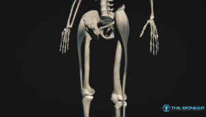 Gluteus Medius