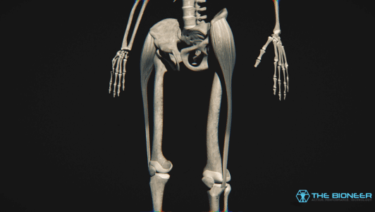 Gluteus Medius