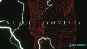 Muscle symmetry