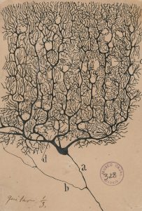 dendritic spines