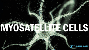 Myosatellite cells