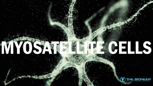 Myosatellite cells