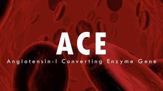 ACE polymorphism