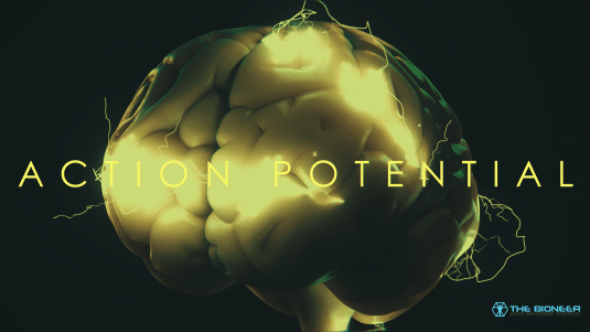 Action Potential