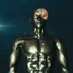 The Brain