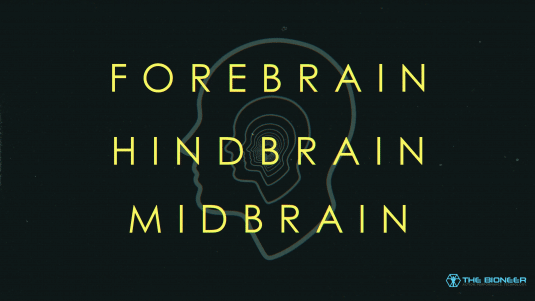 Forebrain Hindbrain Midbrain