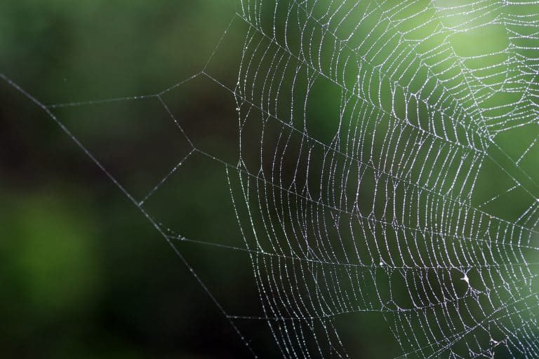 spiderweb tensegrity structure