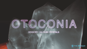 Otoconia