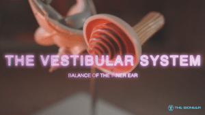 Vestibular System