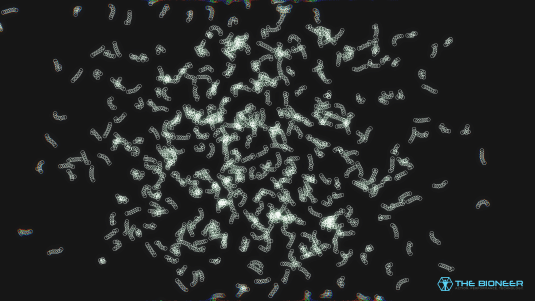 Open Worm Project