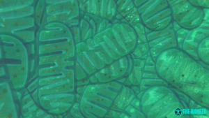 Mitochondrial Dynamics
