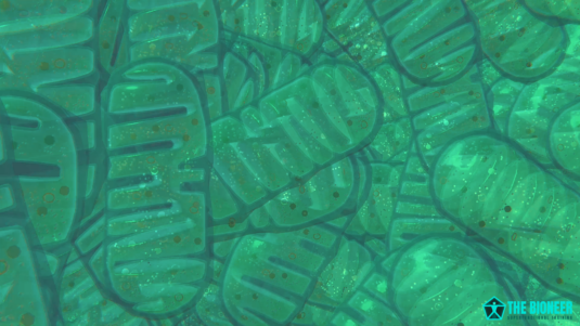 Mitochondrial Dynamics
