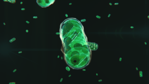 Mitochondria