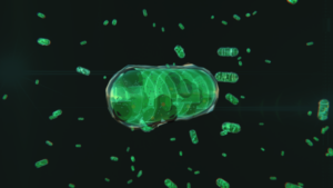 Mitochondria