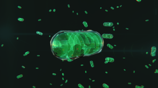 Mitochondria