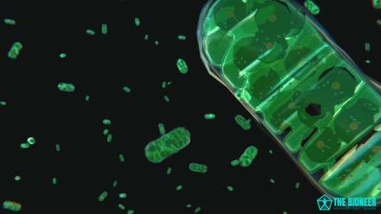 Mitochondria