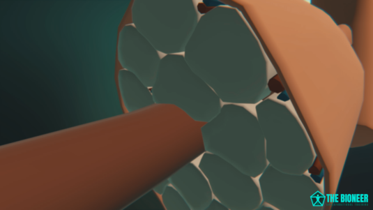Muscle Fibre
