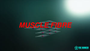 Muscle Cells