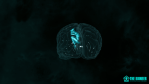 Motor Cortex